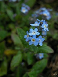 Bergmunablóm