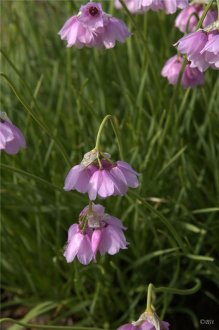 Skrautlaukur