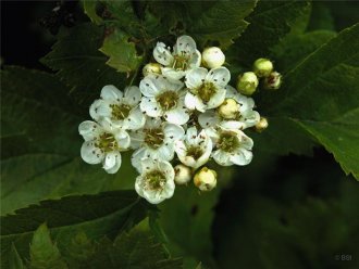 Síberíuþyrnir