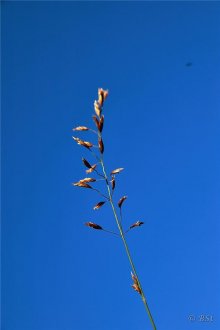Kjarrsveifgras