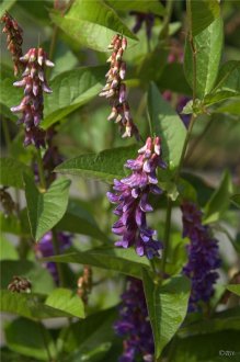 Two-leaf vetch