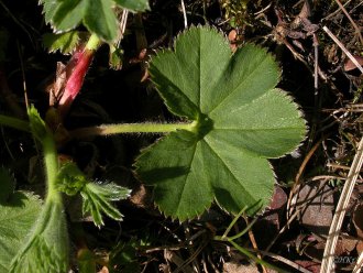 Hlíðamaríustakkur