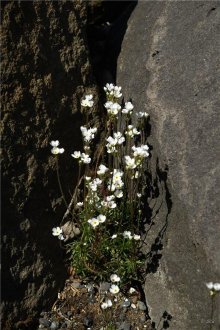 Fjallaberglykill (Alpaberglykill)