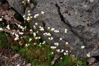 Fjallaberglykill (Alpaberglykill)