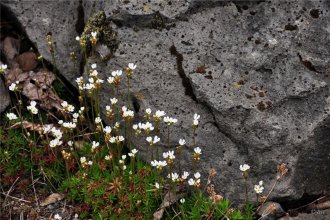 Fjallaberglykill (Alpaberglykill)