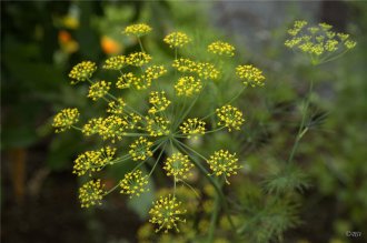 Dill, sólselja