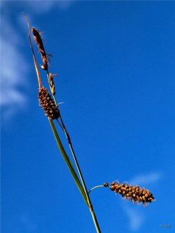 Grástör