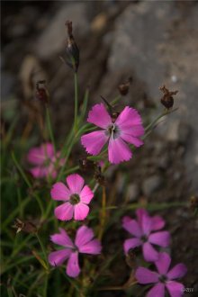 Grasdrottning