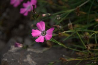 Grasdrottning