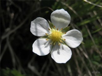 Jarðarber