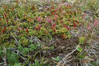 Sauðamergur (Limur)