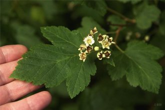 Garðakvistill (blásurunni)