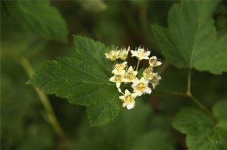 Garðakvistill (blásurunni)