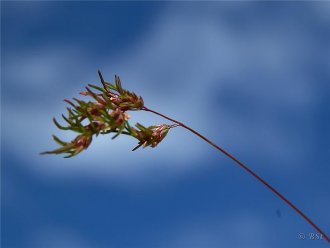 Blaðgróið fjallasveifgras