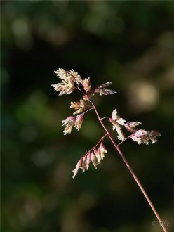 Fjallasveifgras