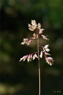 Fjallasveifgras