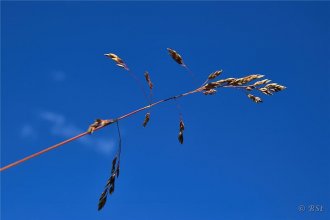 Vallarsveifgras