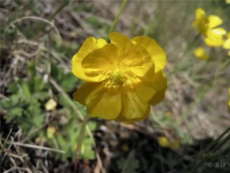 Brennisóley (Túnsóley, Sóley)