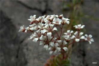 Klettafrú (Þúsundyggðajurt)