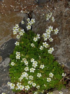 Fannasteinbrótur