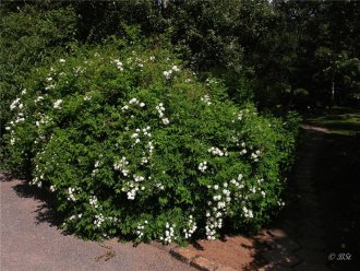 Bjarkeyjarkvistur