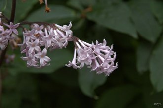 Fölvasýrena / Draumsýrena