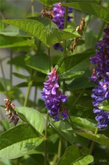 Two-leaf vetch