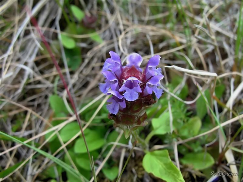 Semiz BBW jinsiy aloqa Sexnarod ru porno