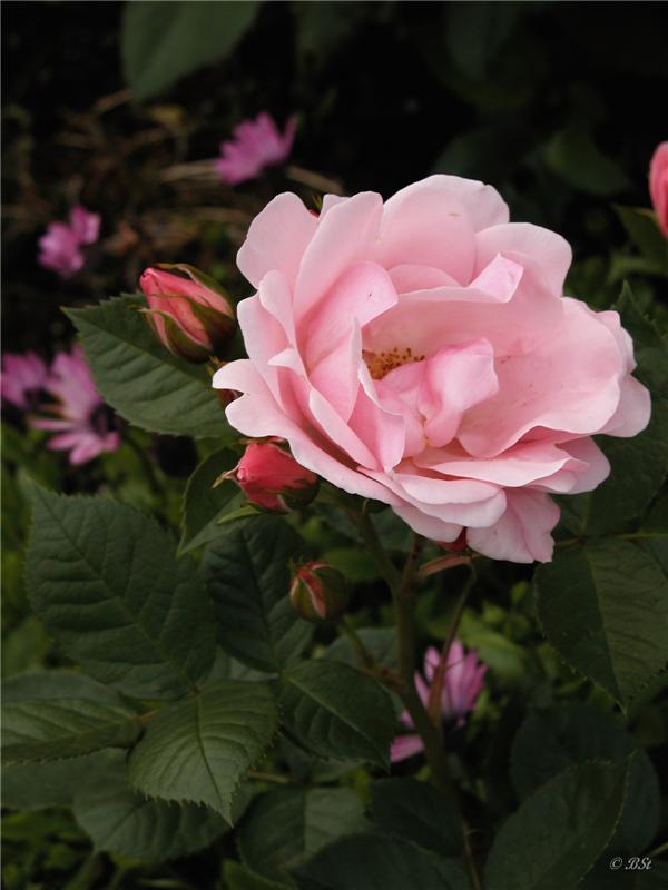 Garðaflóra | Lystigarður Akureyrar