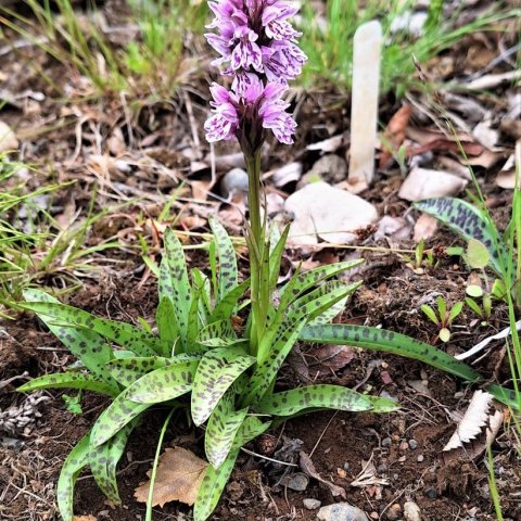 Brönugrös (Dactylorhiza maculata)