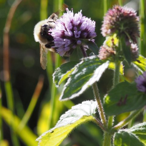 Vatnamynta (Mentha aquatica)