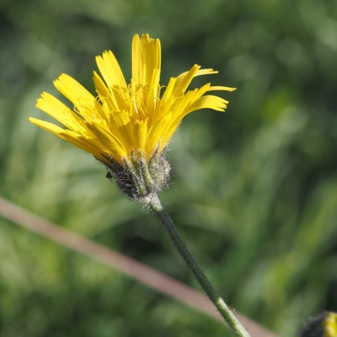 Íslandsfífill (Pilosella islandica)