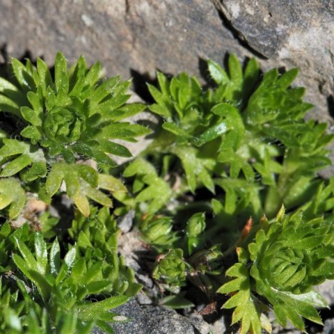 Mosasteinbrjótur (Saxifraga hypnoides)