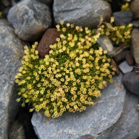 Colobanthus quitensis - ein af fáum plöntum sem lifa af á Suðurskautslandinu (Mynd frá Wikipedia)