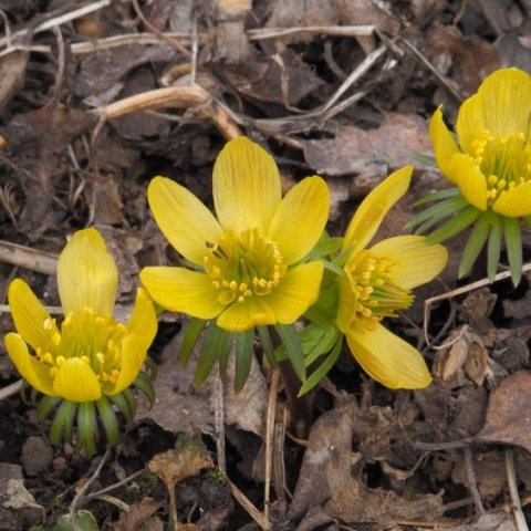 Vorboði (Eranthis hyemalis) snemma á ferðum
