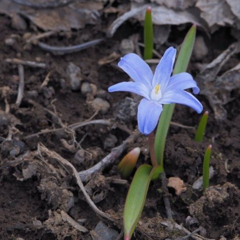 Fannastjarna (Scilla luciliae), algengt í garðinum.