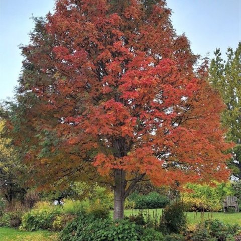 Reynitré (Sorbus aucuparia) á haustin