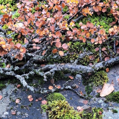 Fjalladrapi (Betula nana)