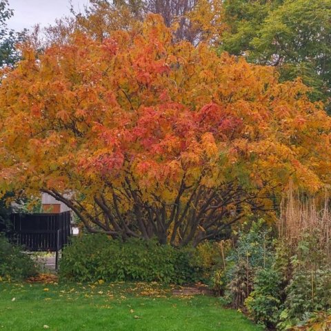 Kasmírreynir (Sorbus cashmeriana) á haustin