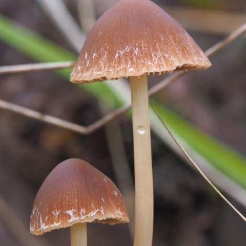 Hrímhetta (Psathyrella sp.)