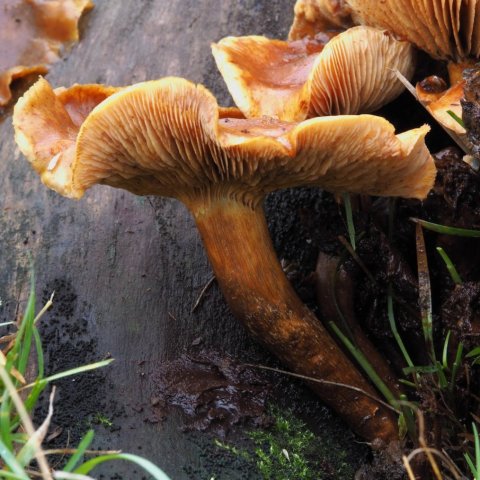 Hverfiskrýfa (Kuehneromyces mutabilis)