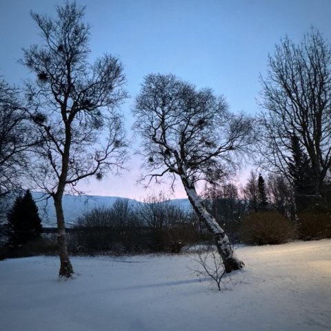 Birch trees in the winter.jpg