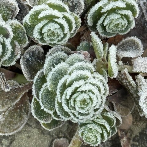 Stonecrop in the winter.jpg
