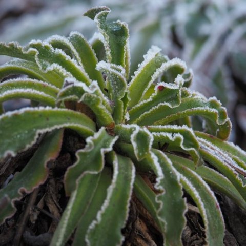 Frost roses on cliff maiden.jpg