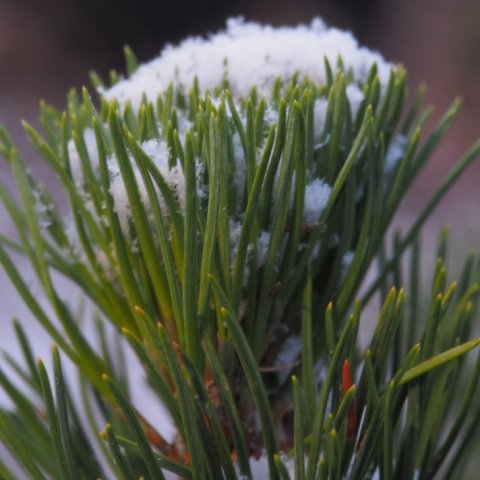 Pine needles in the snow.jpg