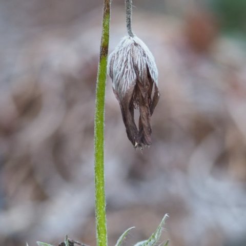 Pasque flower readies for winter.jpg