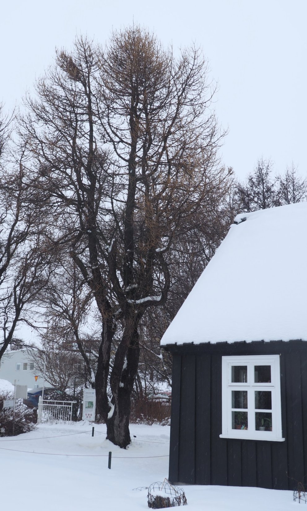 Góa begins at the Lystigarður