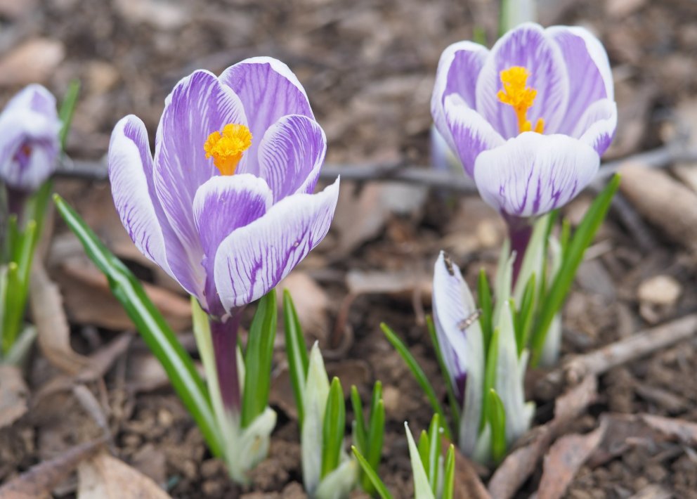 Vorkrókus (Crocus caeruleus) er eitt af fyrstu blómunum sem sést í Hörpumánuði