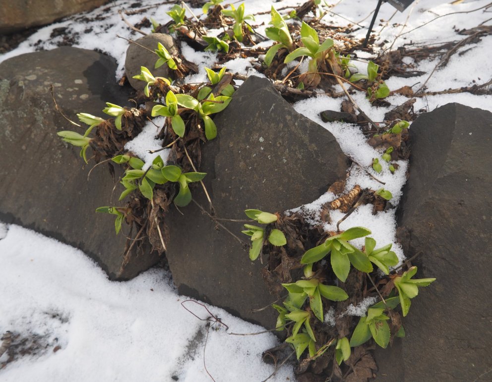 Primrose (Primula x pubescens) peeks through the snow at the Lystigarður.
