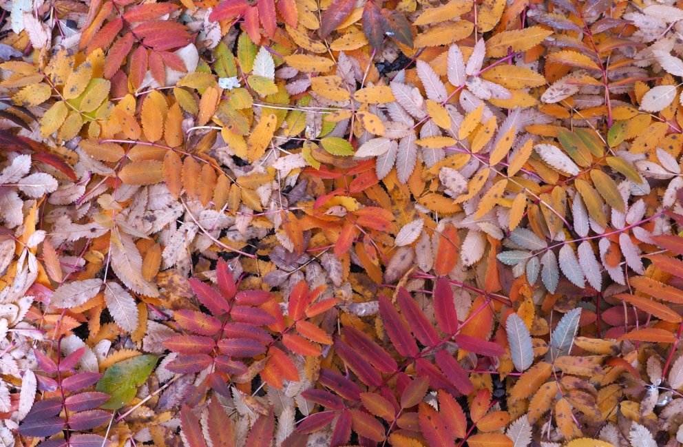 Reynir tré lauf á haustin